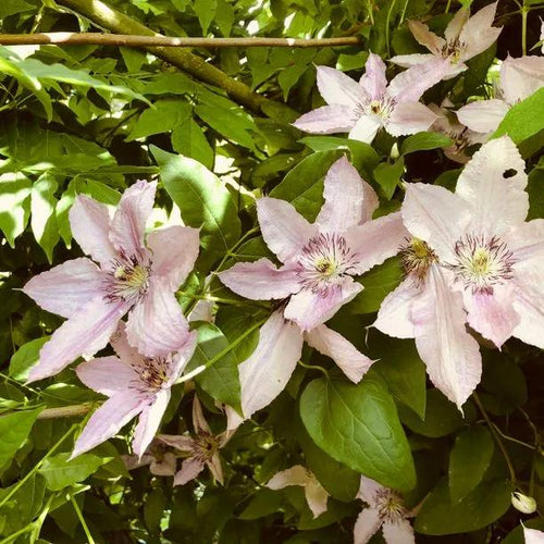 Hagley Hybrid Clematis Flowers