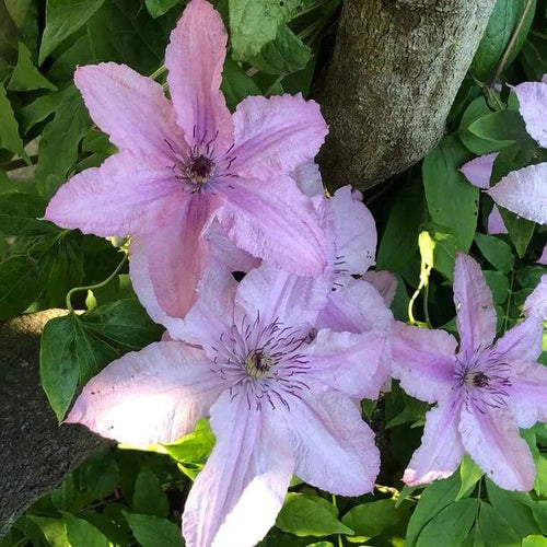 Hagley Hybrid Clematis Flowers
