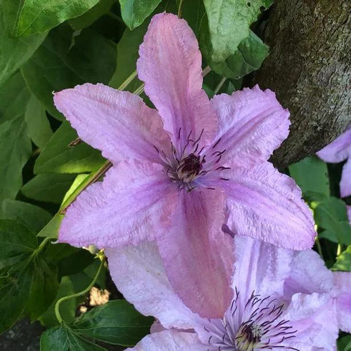 Hagley Hybrid Clematis Flowers