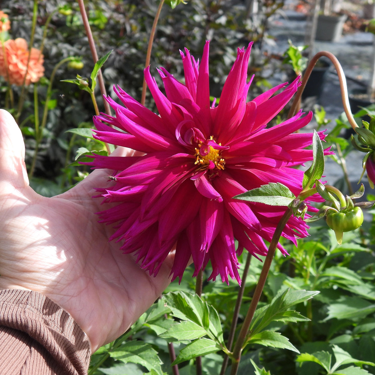 A close-up of a bright magenta-pink dahlia flower being held by a person's hand in a garden setting with green foliage and other flowers blurred in the background.