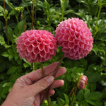 Two pink dahlia flower blooms held in a person's hand against a background of green foliage.