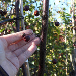 Hand holding Director Moerland crabapples