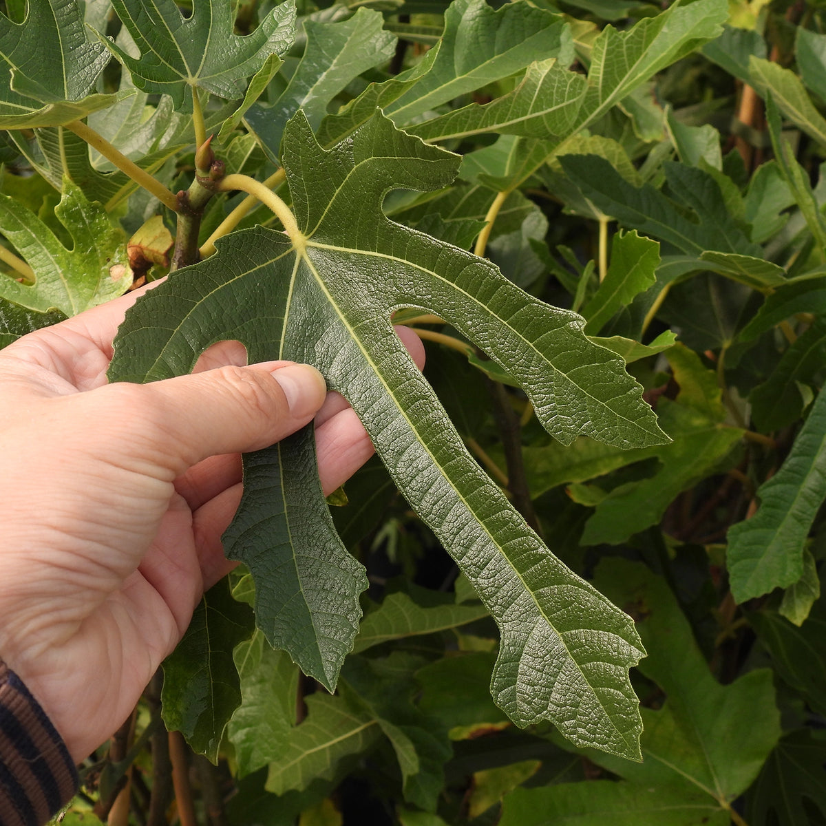 Hand holding Little Miss Figgy Fig Leaf