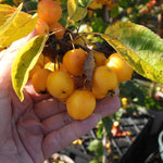 A hand holding a cluster of ripe, golden-yellow crabapples on a tree branch with green and yellow leaves, set against a blurred garden background.