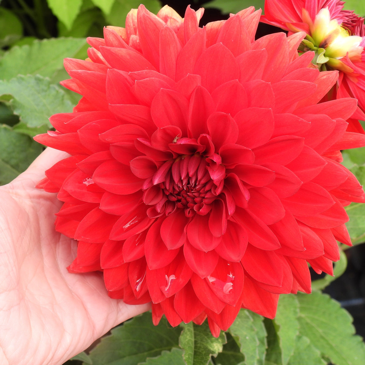 A close-up of a large, vibrant red dahlia flower held by a person's hand, with green foliage and other flowers in the background.