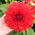 A close-up of a large, vibrant red dahlia flower held by a person's hand, with green foliage and other flowers in the background.