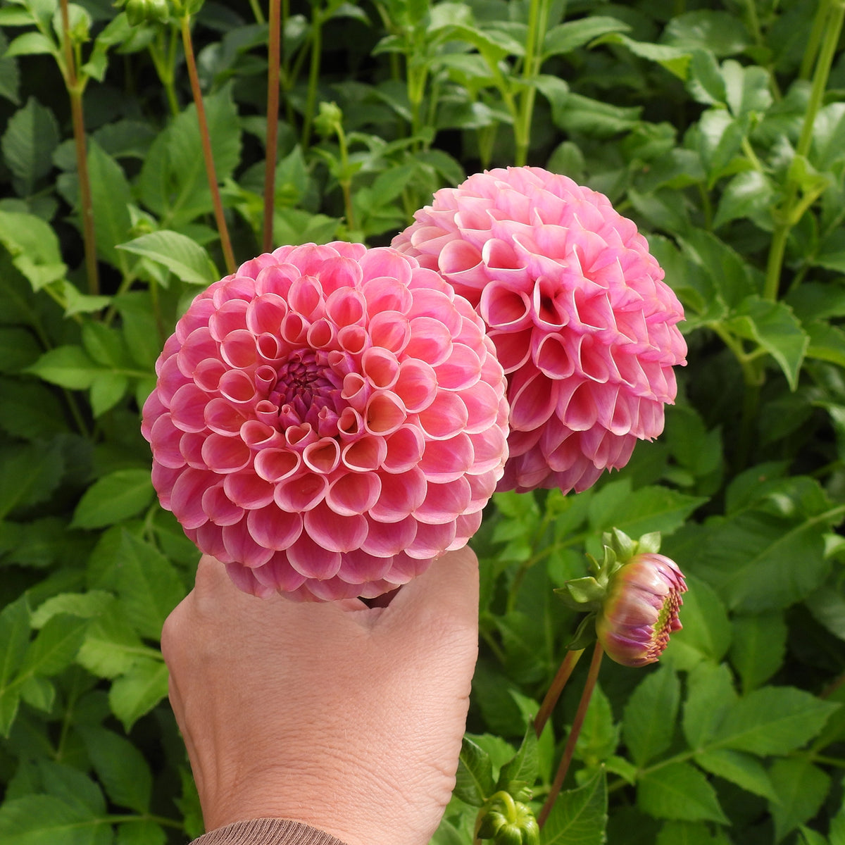 Two Caitlins Joy Dahlia flowers held by hand
