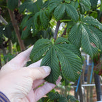 Hand holding white horse chestnut leaves