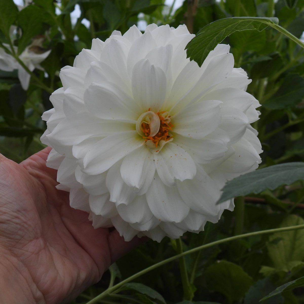 Hand holding White Swan dahlia flower