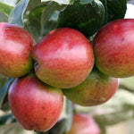 Hangy Down Cider Apples on the tree
