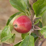 Hangy Down Cider Apples on the tree