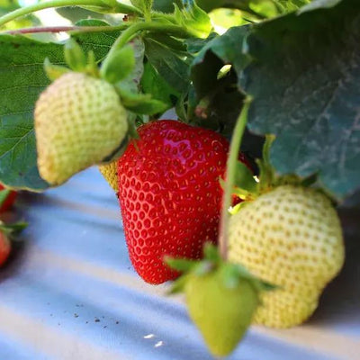 Hapil Strawberries on the bush