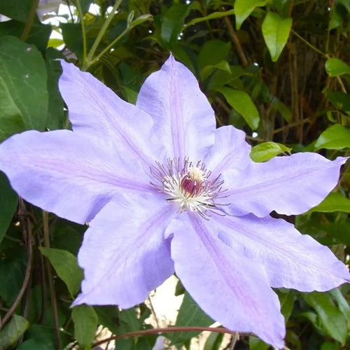 Happy Anniversary Clematis Flowers