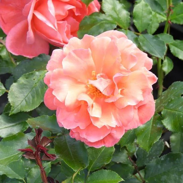 Happy Anniversary Floribunda Rose Flowers