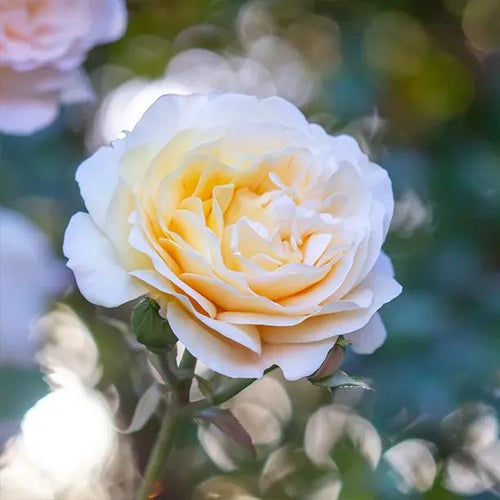 Happy Birthday Rose Flowers