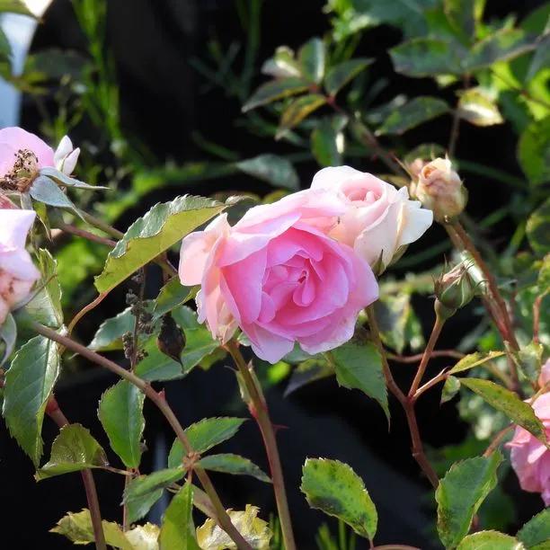 Happy Retirement Rose Flowers