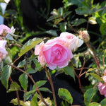 Happy Retirement Rose Flowers