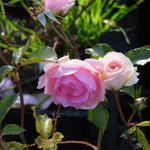 Happy Retirement Rose Flowers