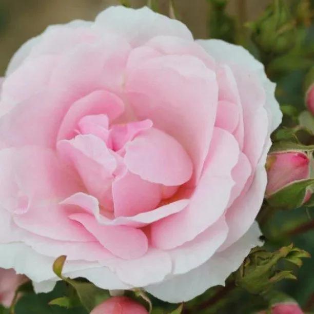 Happy Silver Wedding Rose Flowers
