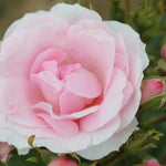 Happy Silver Wedding Rose Flowers