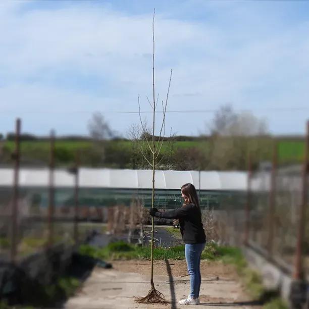 Bareroot Harlequin Norway Maple 6cm to 8cm girth Standard Tree