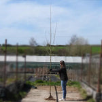 Bareroot Harlequin Norway Maple 6cm to 8cm girth Standard Tree