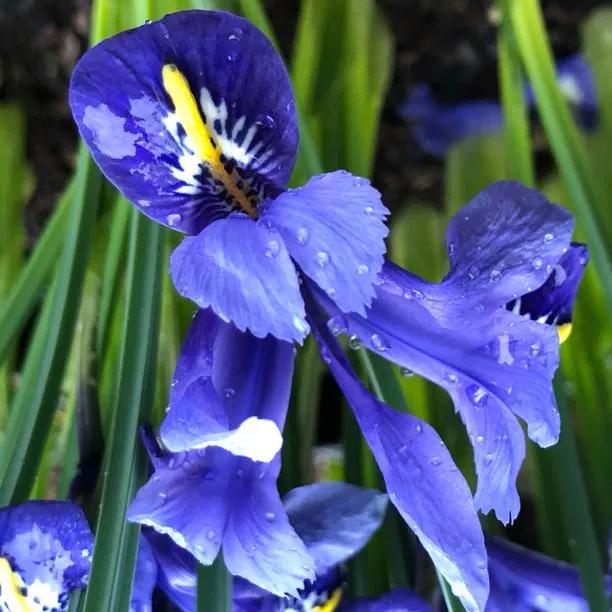 Harmony Dwarf Iris Flowers