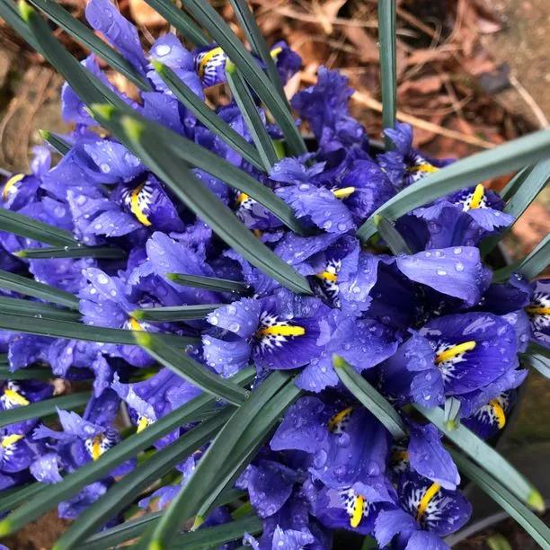 Harmony Dwarf Iris Flowers