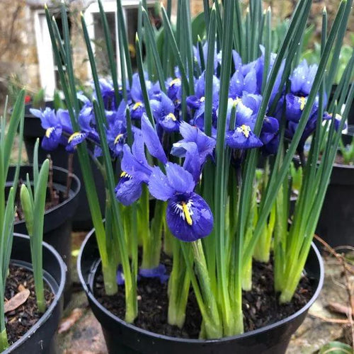 Harmony Dwarf Iris Flowers