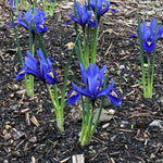 Harmony Dwarf Iris Flowers