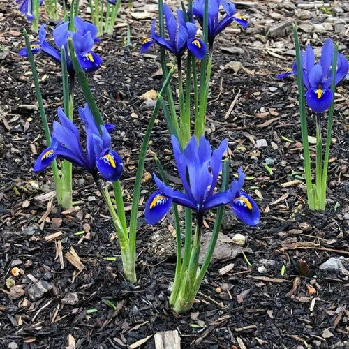 Harmony Dwarf Iris Flowers