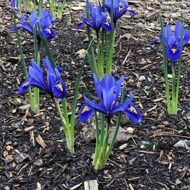 Harmony Dwarf Iris Flowers