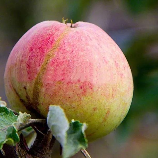 Harry Masters Jersey Apples on the tree