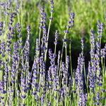Havana Lavender Flower Buds about to open