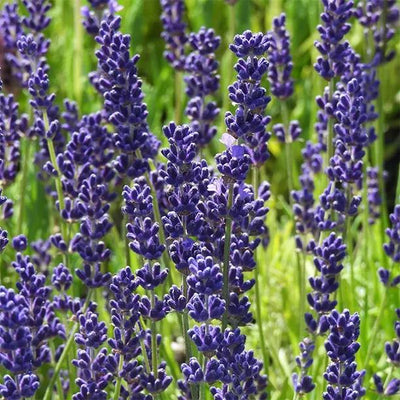 Havana Lavender Flowers