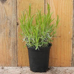 Havana Lavender Plant in 9cm pot (P9)