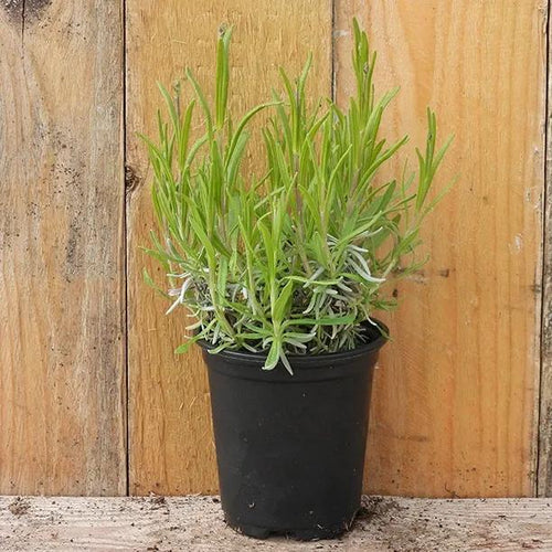 Havana Lavender Plant in 9cm pot (P9)