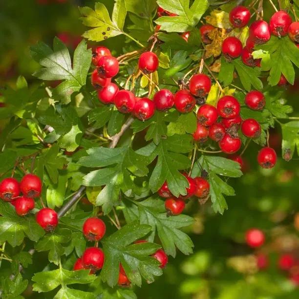 Ripe Hawthorn Berries