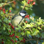 Bird enjoying life on a hawthorn Hedge
