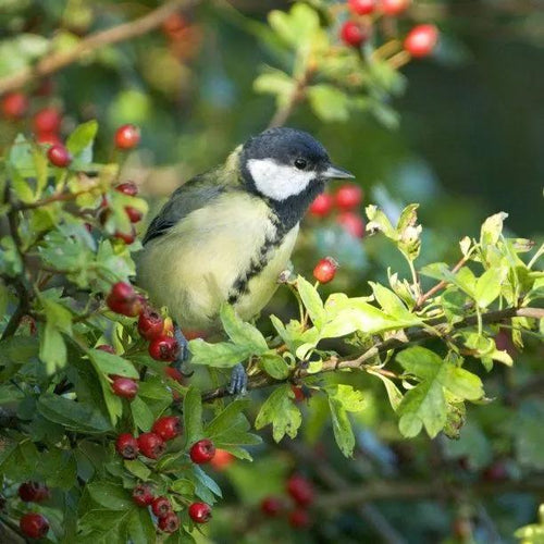 Bird enjoying life on a hawthorn Hedge