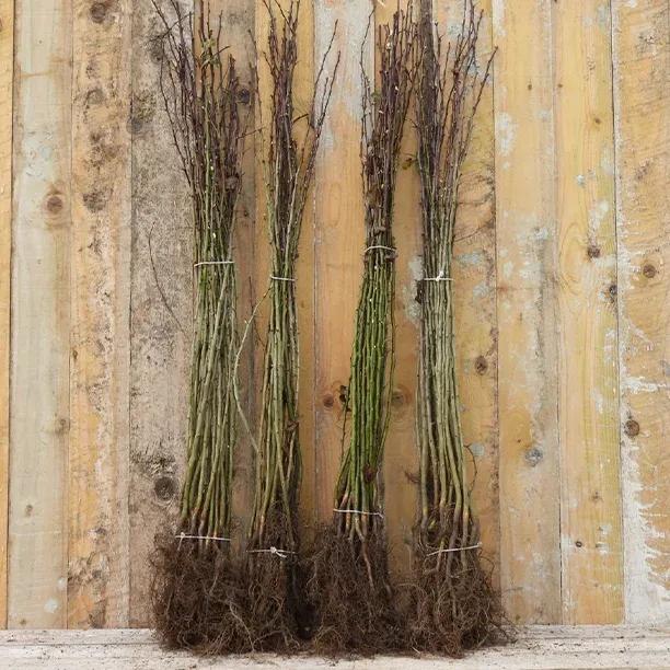 60-80cm Tall Bareroot Hawthorn Hedge Plants