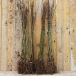 60-80cm Tall Bareroot Hawthorn Hedge Plants