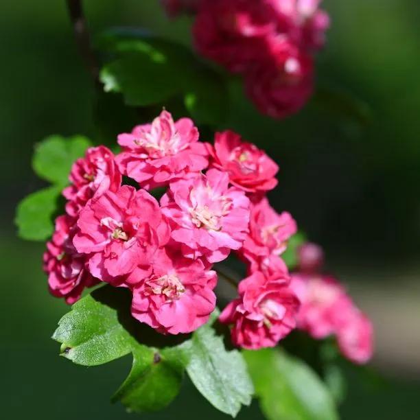Hawthorn Rosea Flore Pleno Flowers