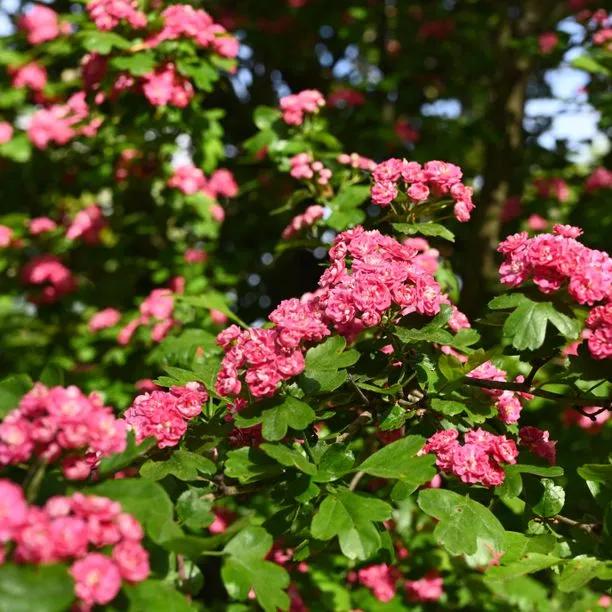 Hawthorn Rosea Flore Pleno Flowers