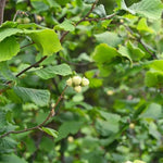 Hazel nuts on a hedge