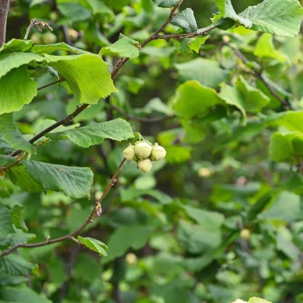Hazel nuts on a hedge