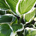 Close-up of a variegated hosta plant (Patriot) with large heart-shaped leaves featuring deep green centers and creamy white margins.