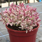 Heartbreaker Hebe Plant