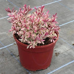 Heartbreaker Hebe Plant