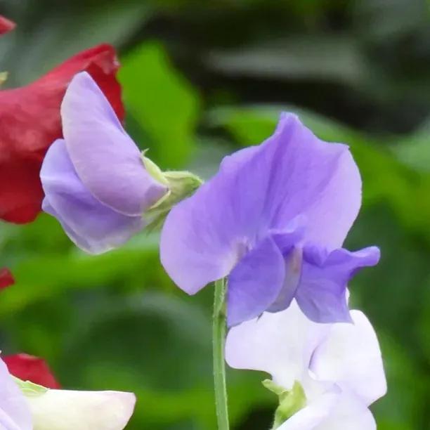 Heathcliff Sweet Pea Flowers